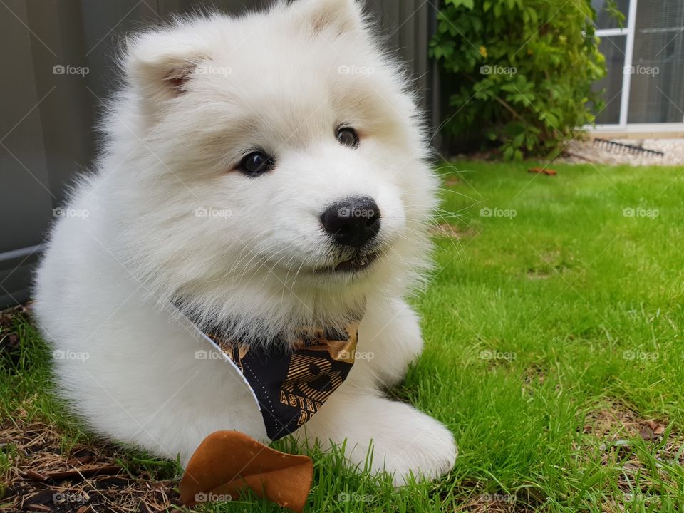 cute  samoyed puppy