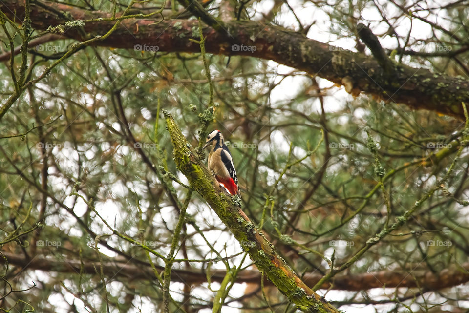 woodpecker