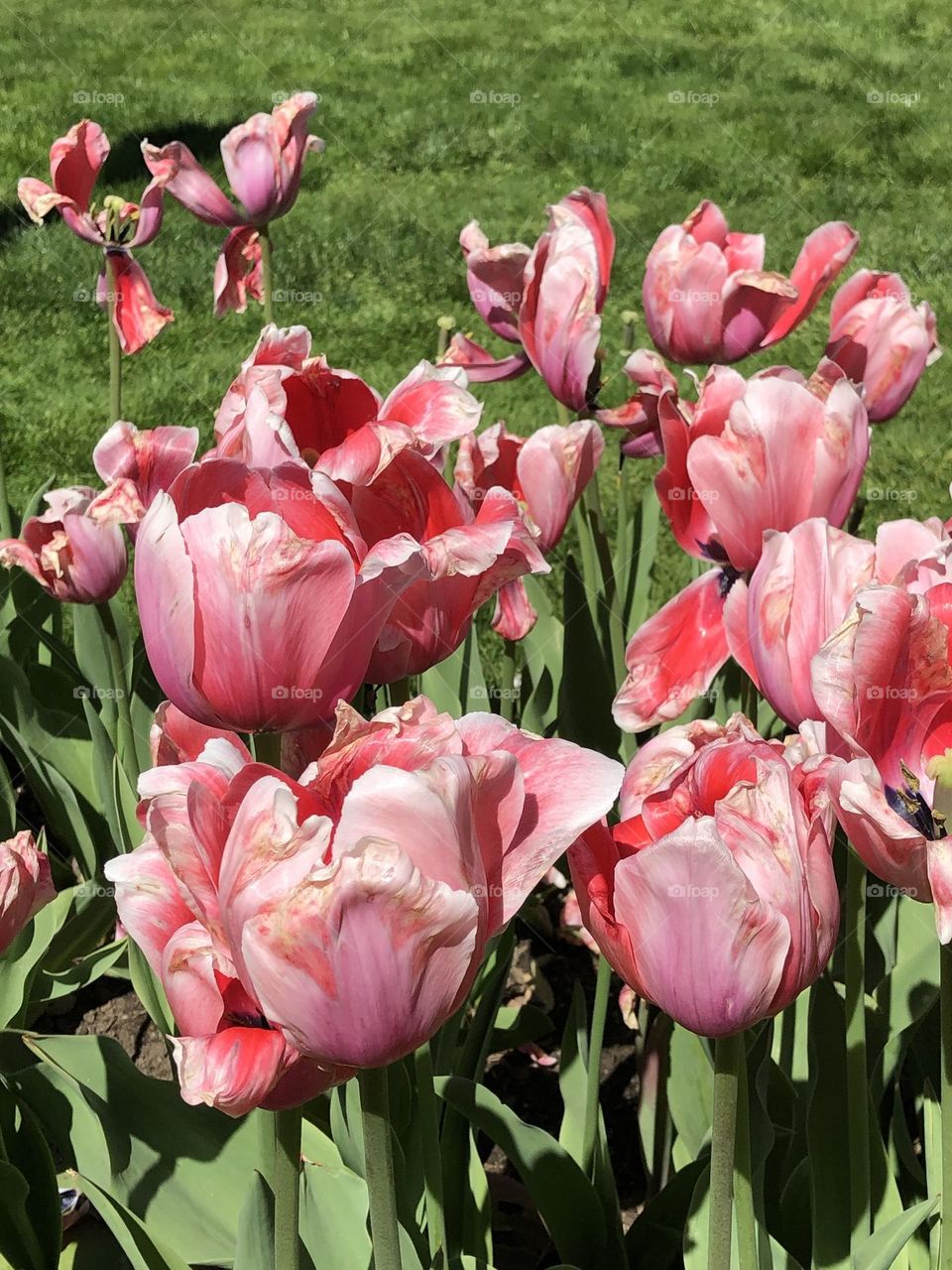 Tulips in the Spring, Boston, Mass