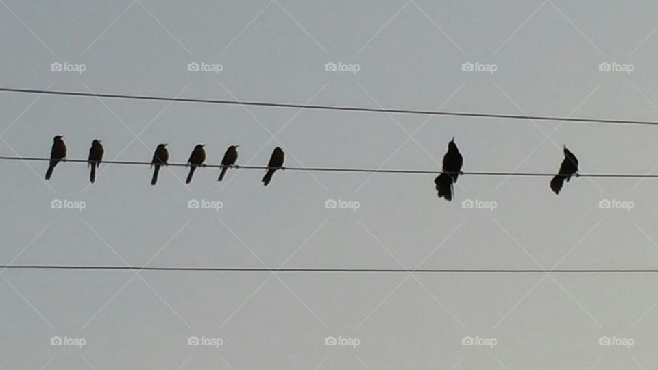 Early Morning Grackles