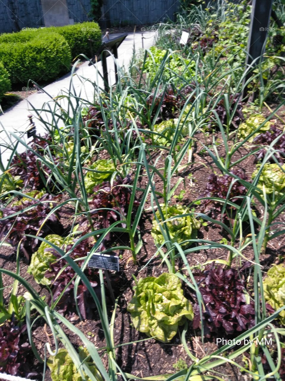 CULTIVATION VEGETABLES