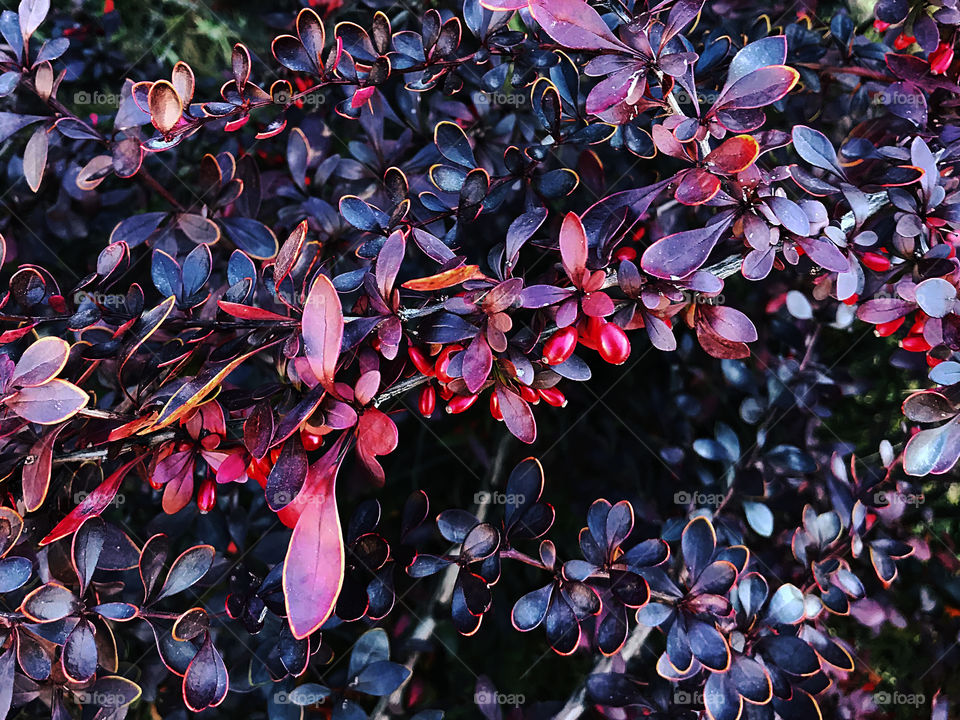 Beautiful purple bush of barberries in autumn season 