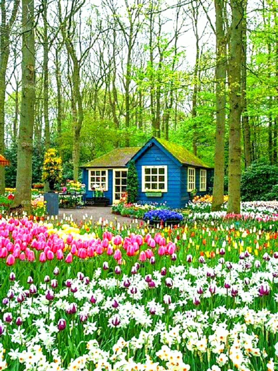 Keukenhof garden, amsterdam, the Netherlands