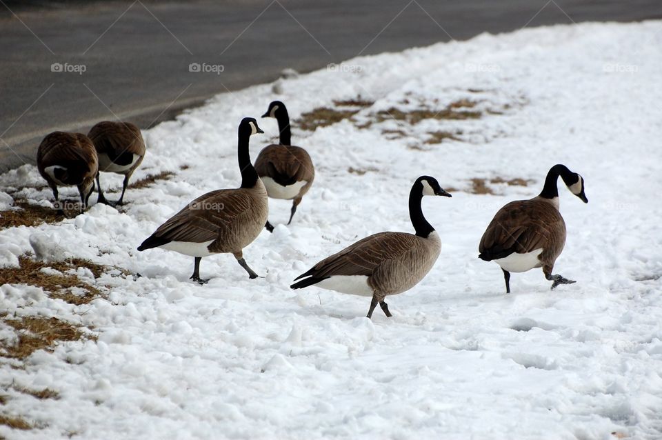 Geese walk to a frozen lake in early March in Missouri. 