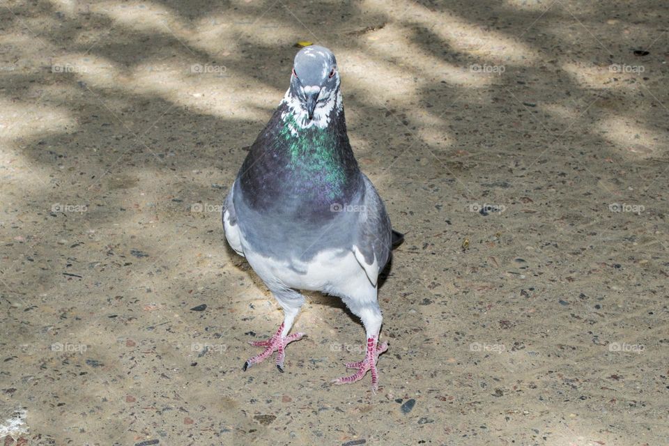 A beautiful dove.