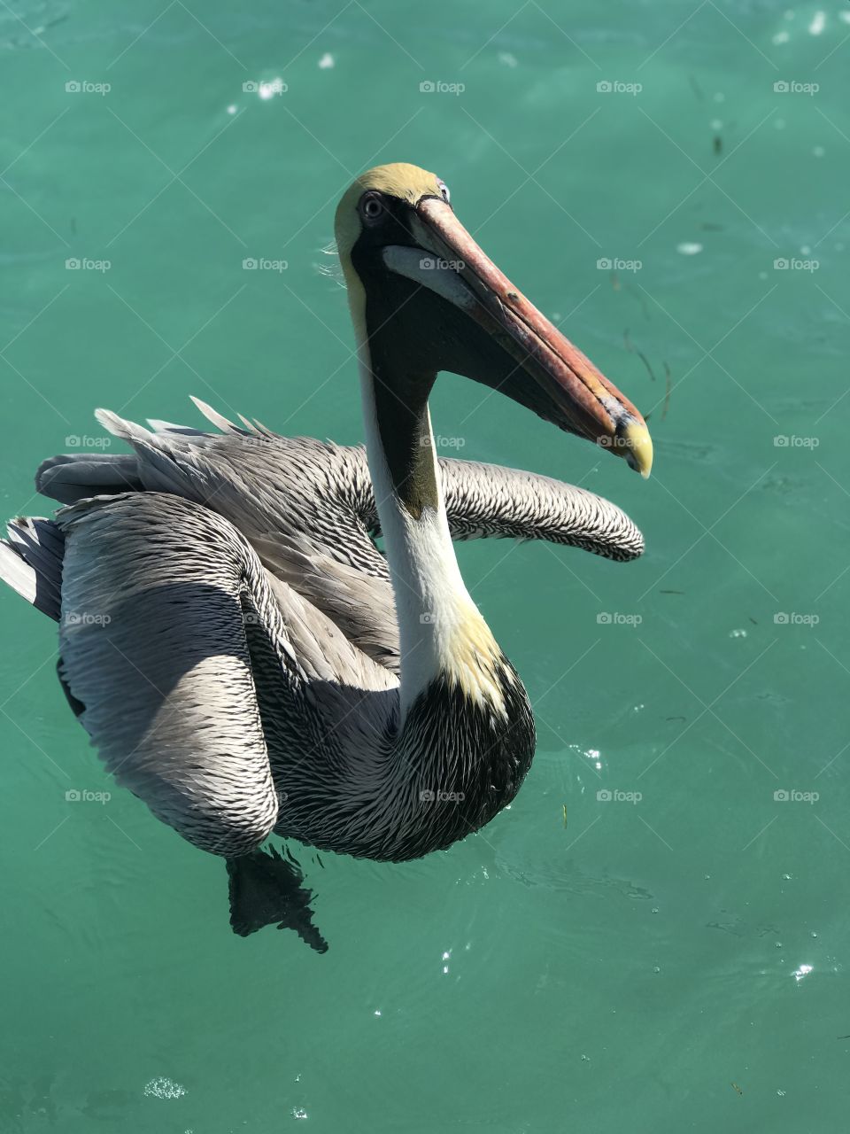 A beautiful and elegant pelican ready to be fed some fish at Robbie’s in Islamorada, Florida. 