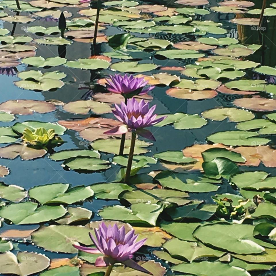 Lilies  in water