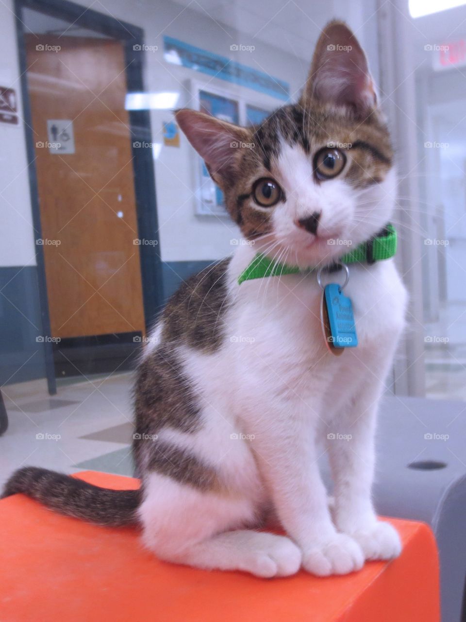 Brown and white tabby kitten 