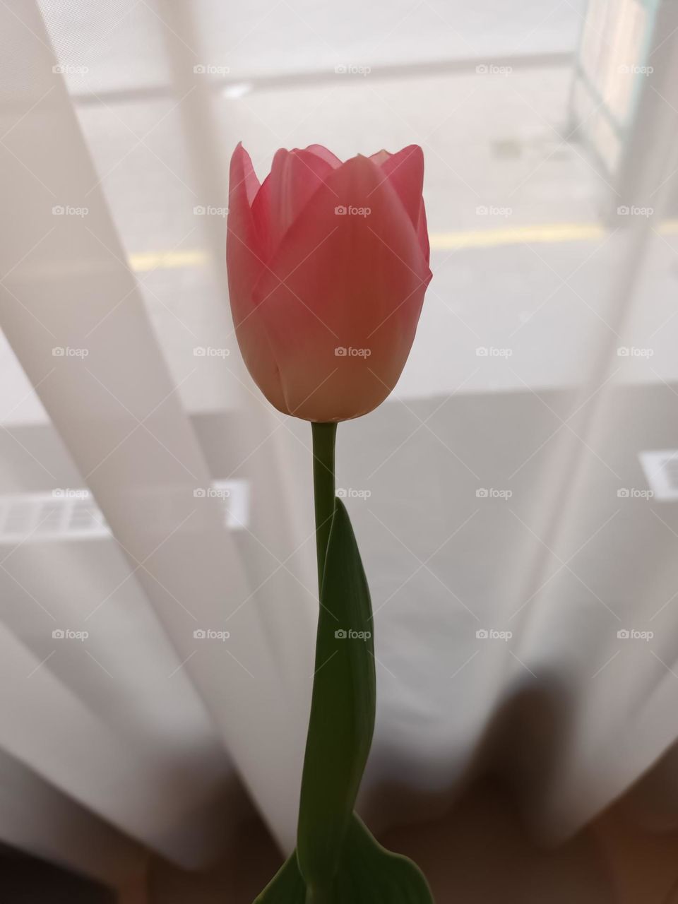 Mobile Series: Plants