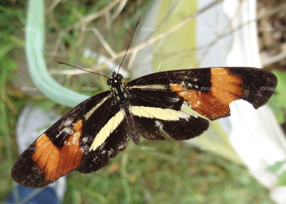 Injured butterfly