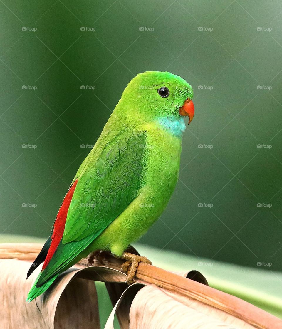 Beautiful parrot