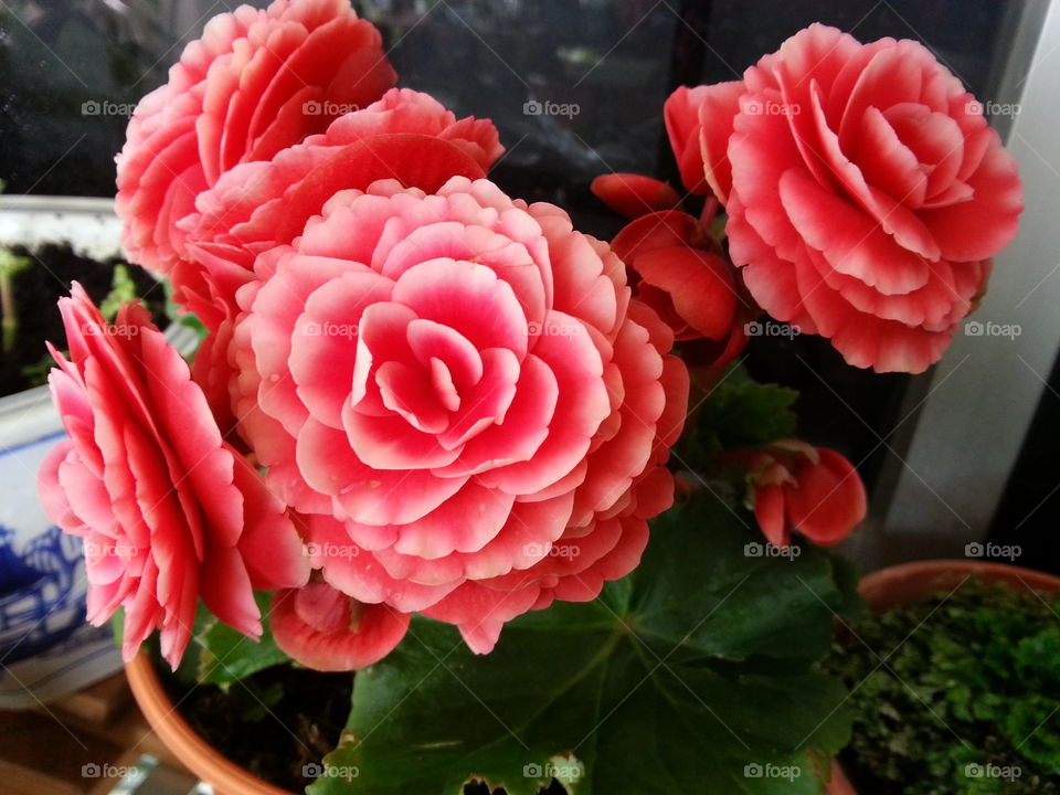 Pattern of beautiful natural red and pink Begonia flowers texture full blooming in flower pot