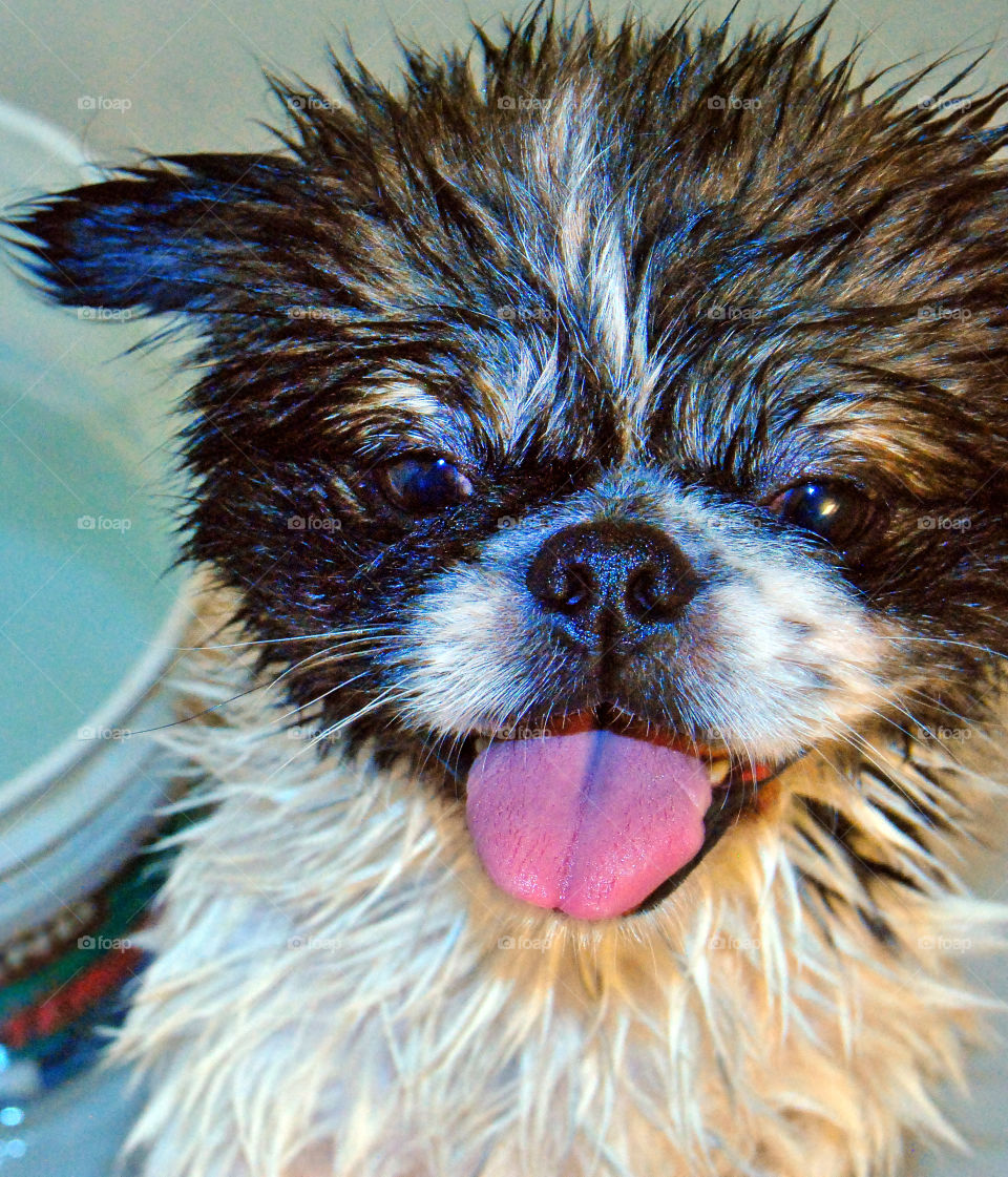 Pekingese dog getting a refreshing bath