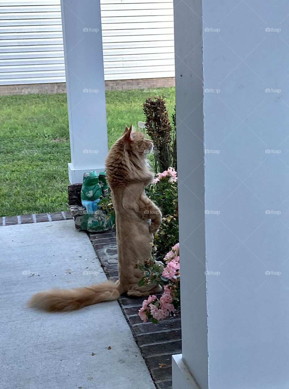 Maine coon cat with lion hair cut standing on two paws on porch