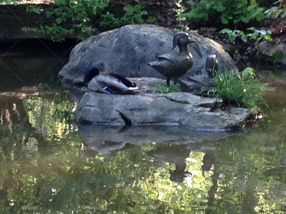 Let A Sleeping Duck Lay. A mallard duck sleep on a stone in a pond next to a statue of a duck. 