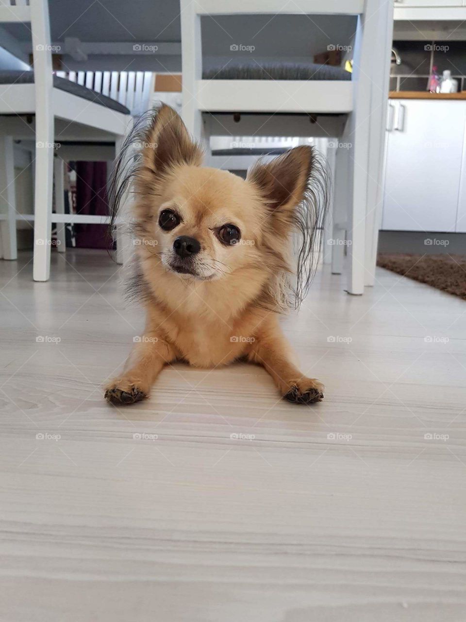 Benni the Chihuahua looking so cute