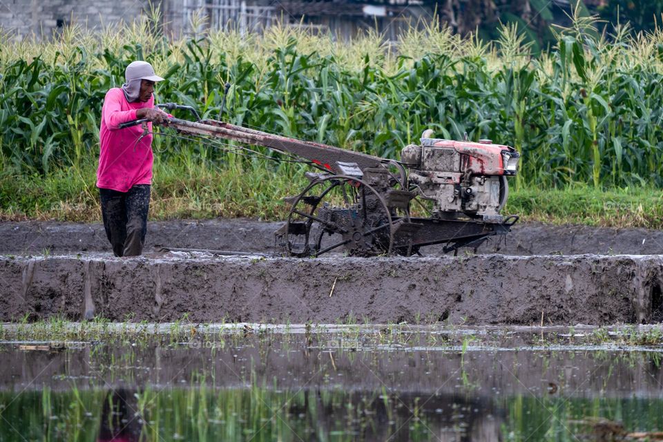 the farmer plowing rice field at the morning