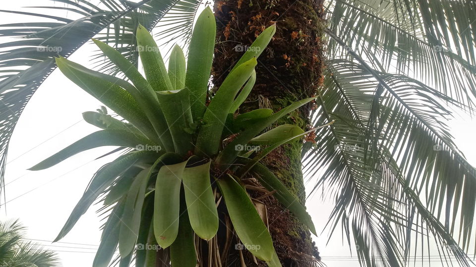 PALMEIRAS BROMÉLIAS