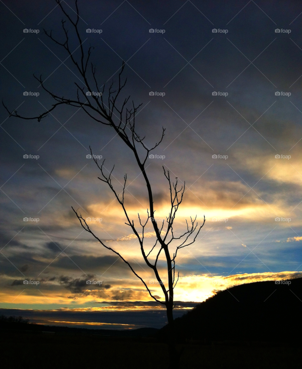 orange county new york tree sunrise silhouette by delvec