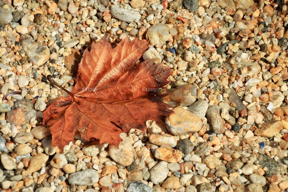 View of a dead leaf at a rocky beach in Greece