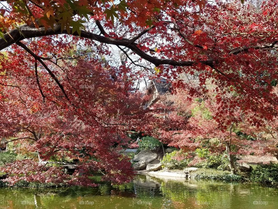Japanese Gardens at Fort Worth botanical
