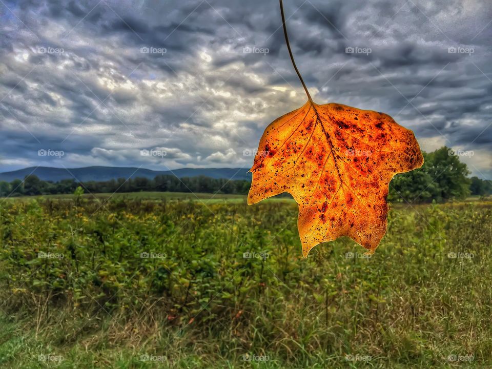 Autumn, fields, and mountains. A turned leaf in the foreground with meadows rolling into a mountain in the background. 