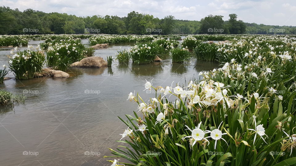 spider lilies on the river