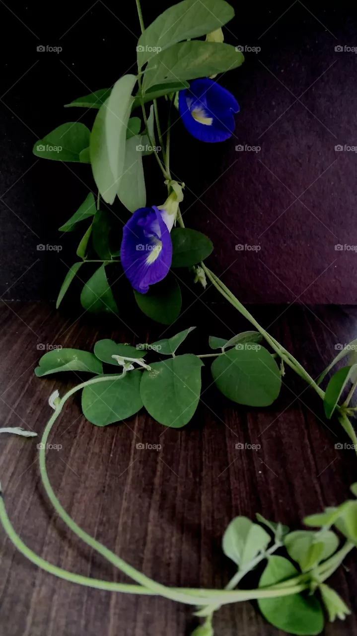 flower