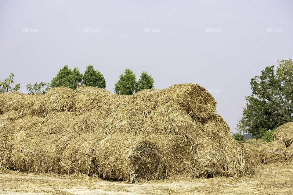 Many straw on the ground Background of sky and trees