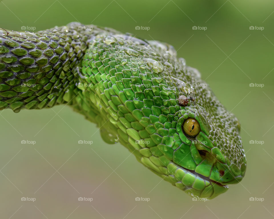 wild green viper