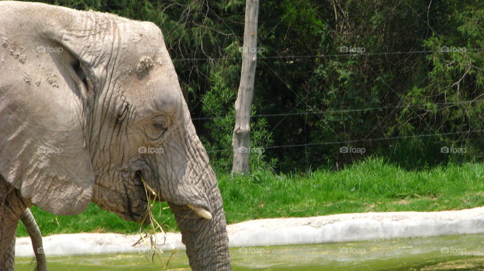 Elephant at Zoo. Elephant at Africam Safari.