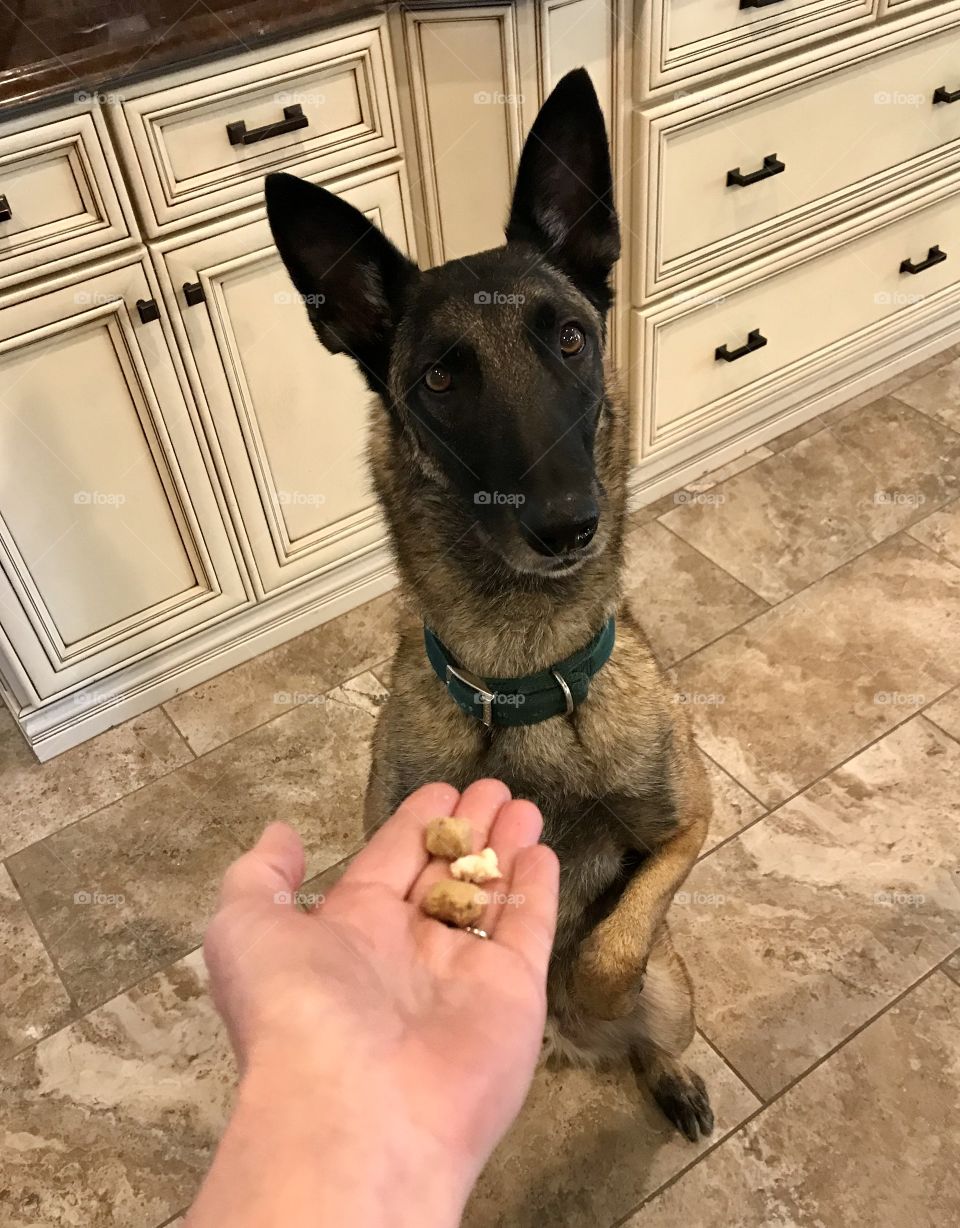 Will do tricks for Freshpet Select roasted chicken and vegetables. Anticipation for the delicious meal. Fresh, natural and healthy meals for dogs and cats. 