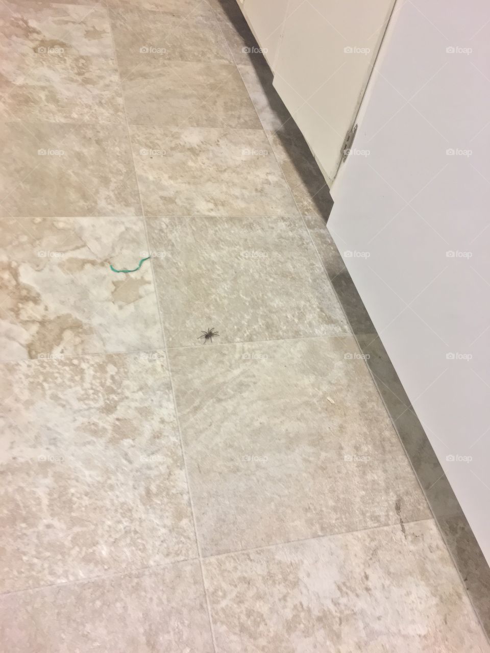 Spider on floor. 