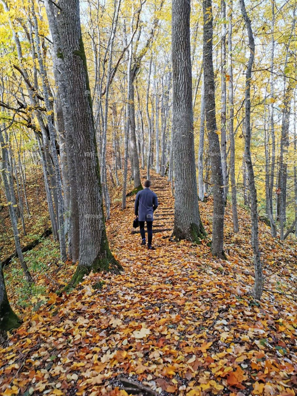 What a wonderful walk in the forest during autumn.