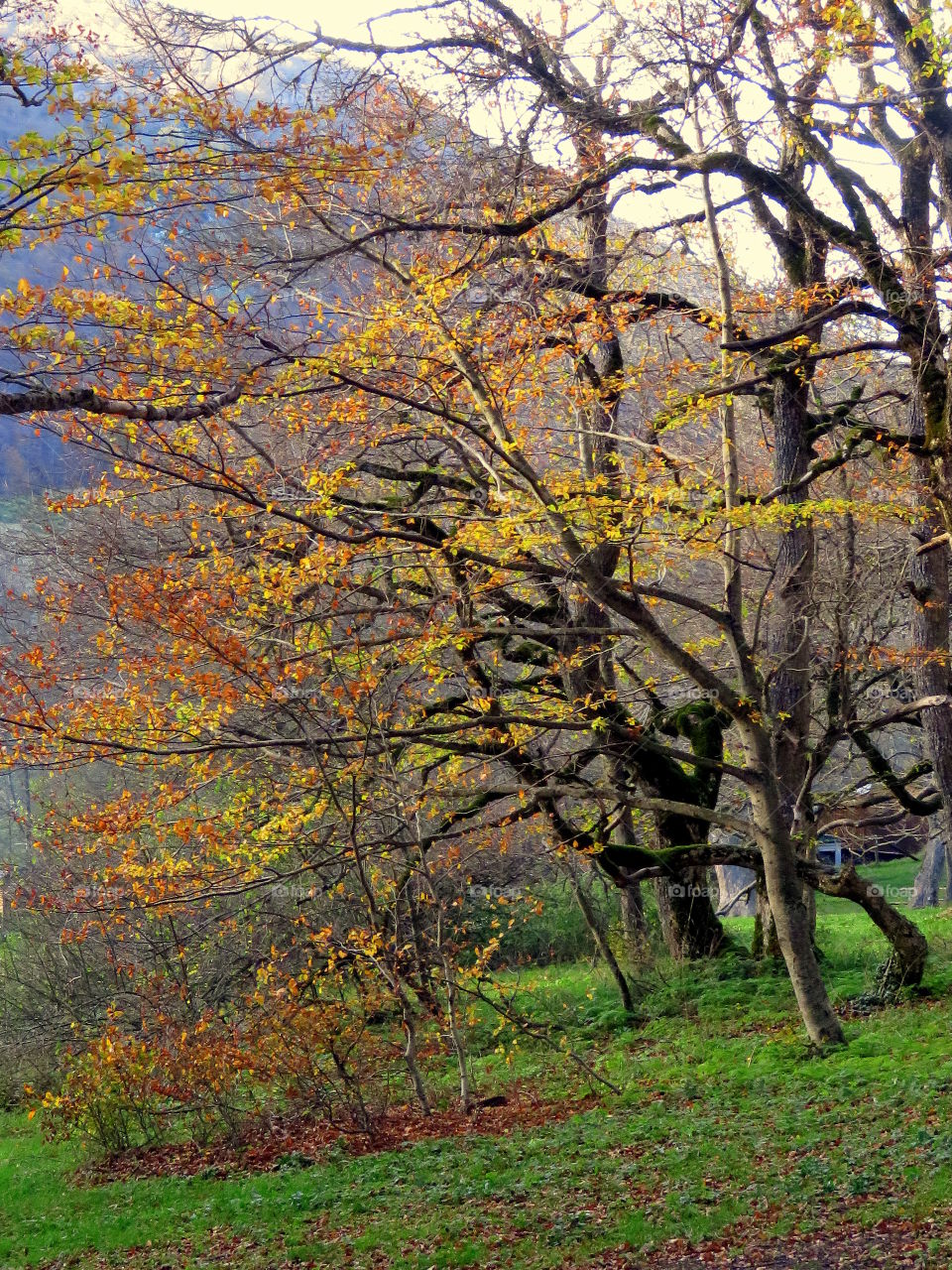 beech foliage with snow covered mountain in the background