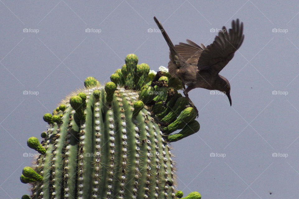 saquaro cactus arizona Tucson mt lemmon scenic Hwy Sonora bird flight