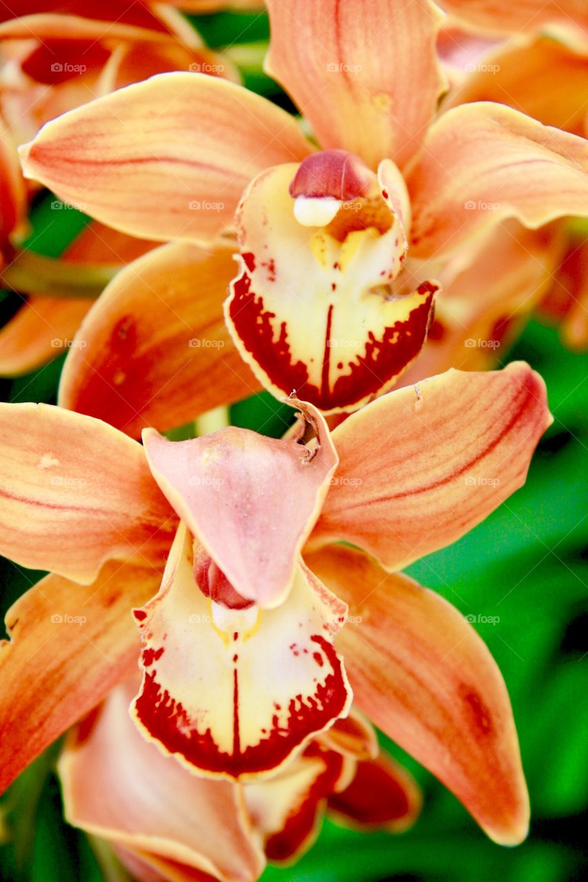 Orchids in orange 