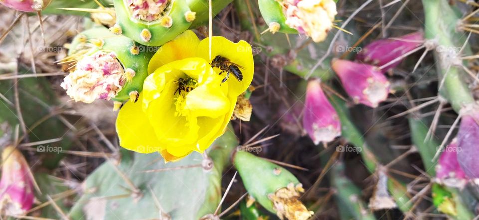 Beautiful bee on a yellow cactus flower.