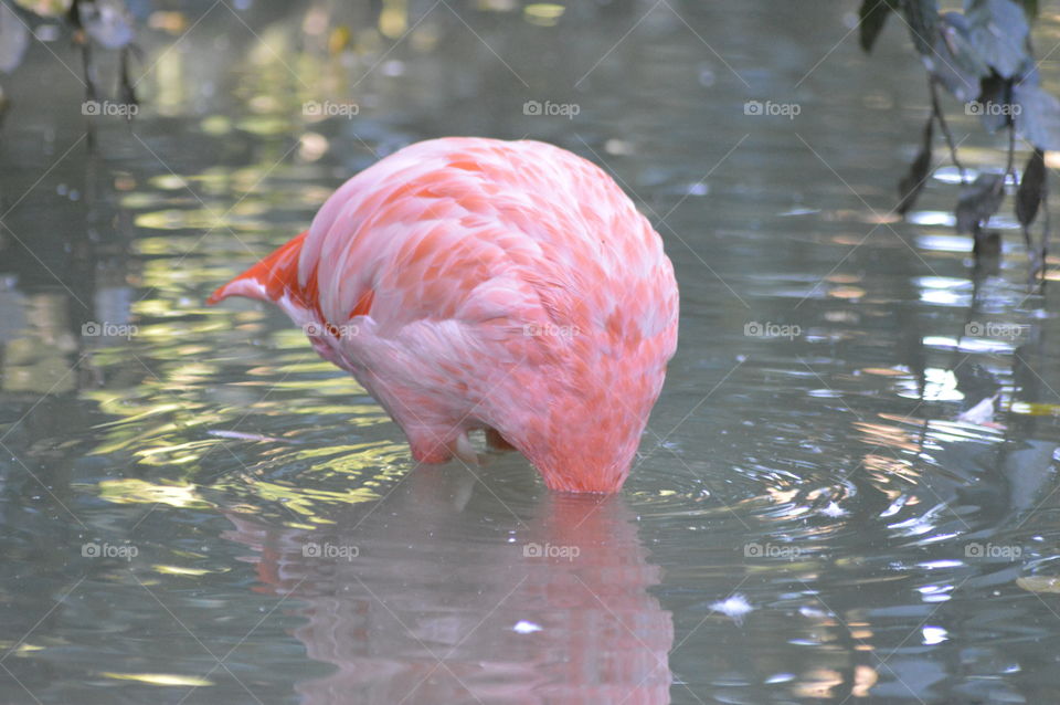 Flamingo. Flamingo Head under water at Zoo

