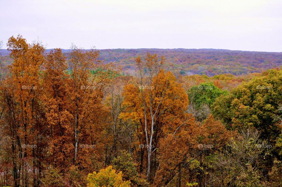 nature outdoors colors tree by refocusphoto