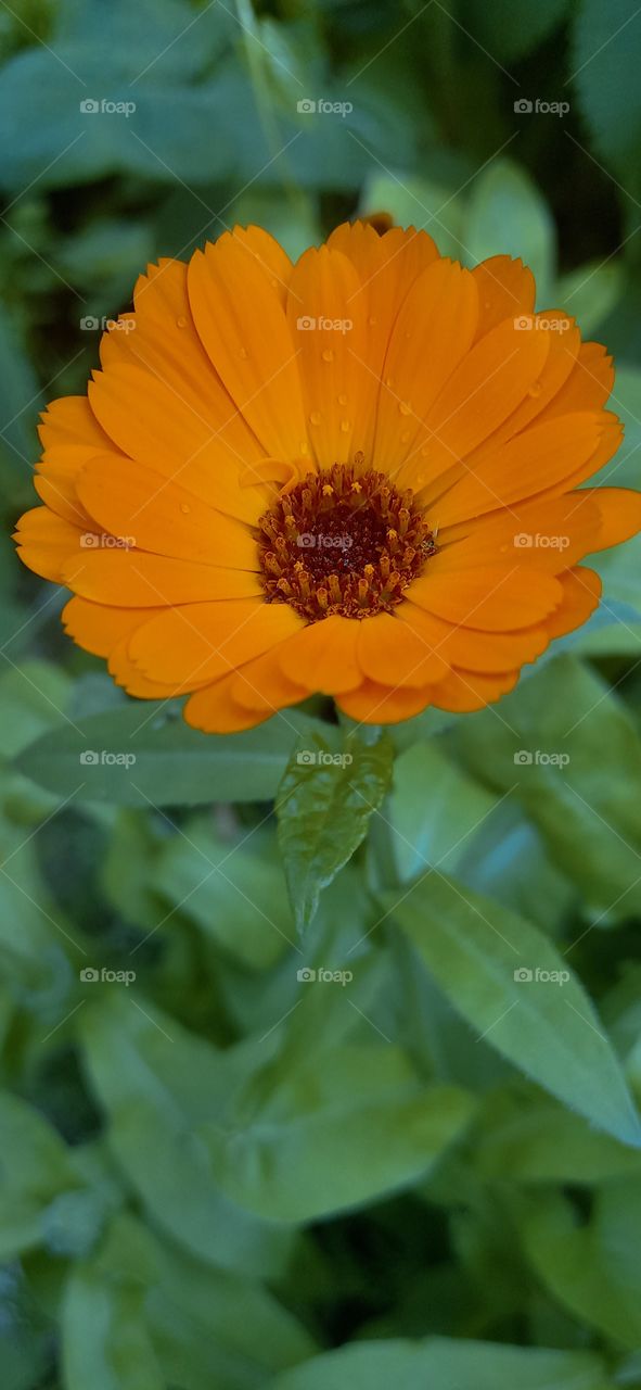 calendula