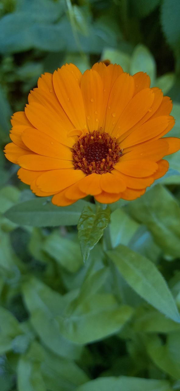 calendula