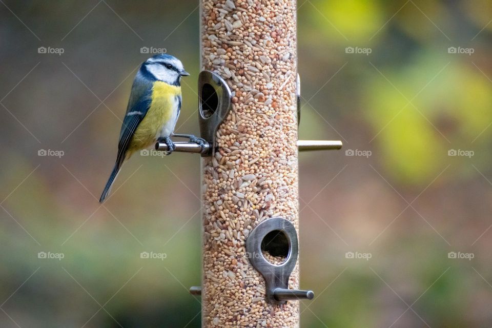 Bird at bird feeder