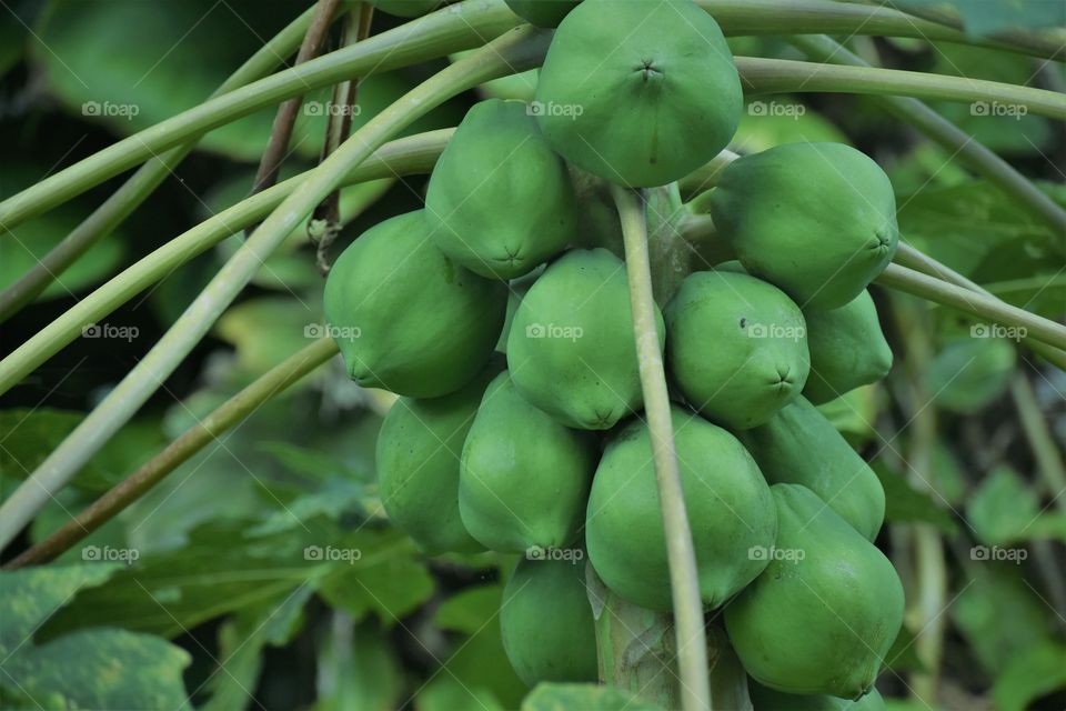 Big Papaya maturing