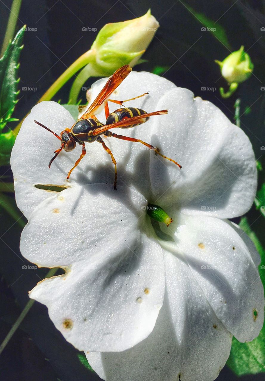 Insect on white flower