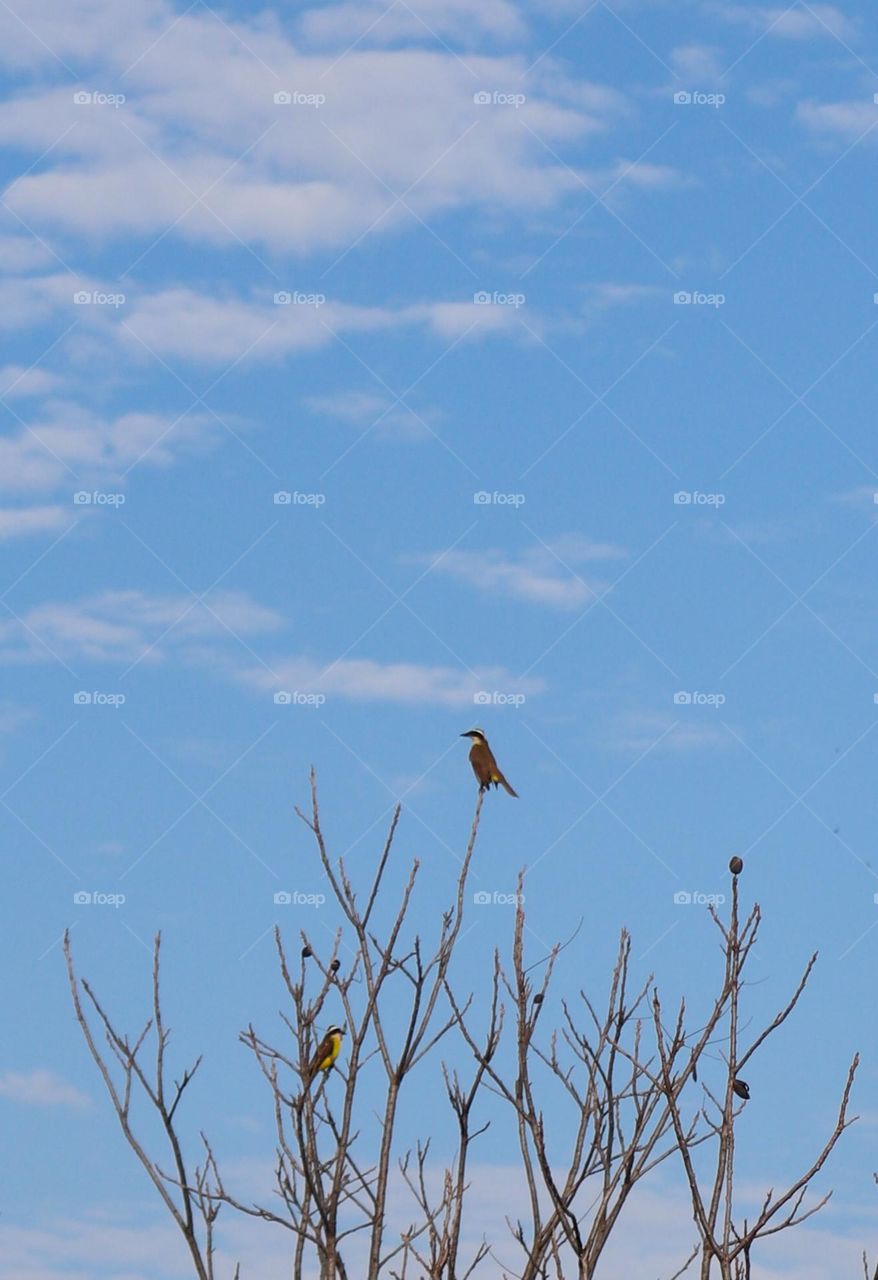 Casal de pássaros bem-te-vi, ave brasileira.