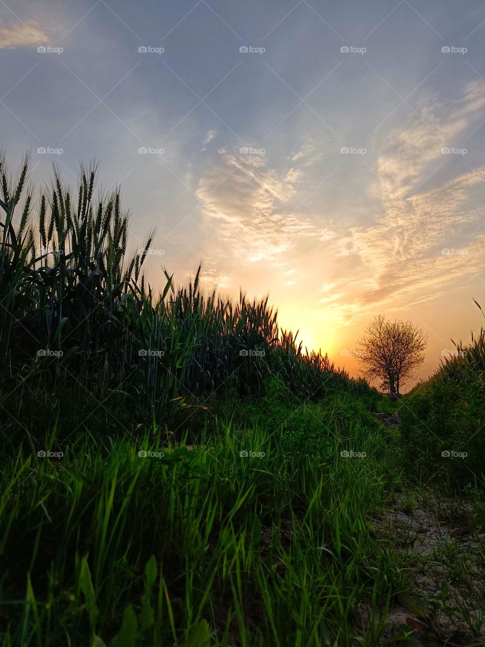 photo of sunset in the field with grass and trees.