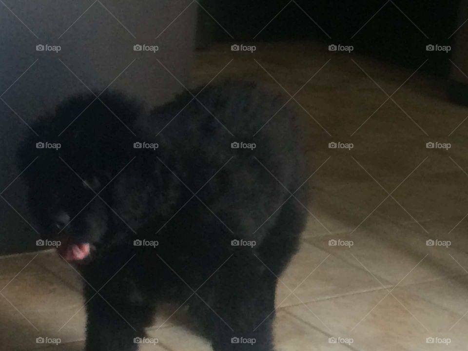 Dog, Mammal, No Person, One, Canine