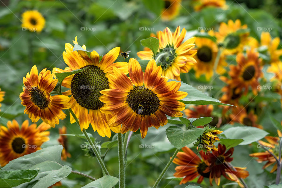 sunflowers bees and bumblebees