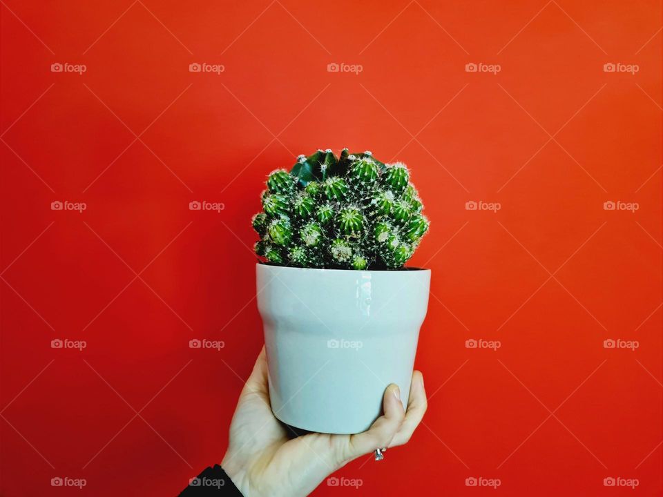 woman's hand holds pot with succulent seedling on a red background